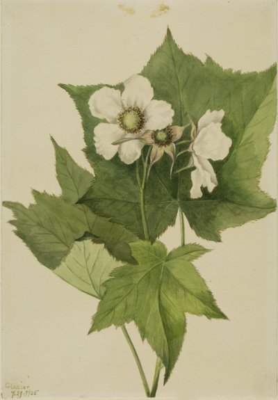 Weiße Blühende Himbeere (Rubus parviflorus) von Mary Vaux Walcott