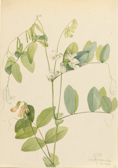 Weiße Erbse Lathyrus ochroleucus, 1920 von Mary Vaux Walcott