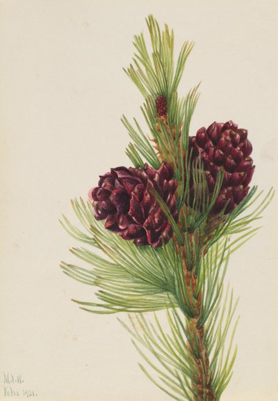 Weißrinden-Kiefer (Pinus albicaulis) von Mary Vaux Walcott