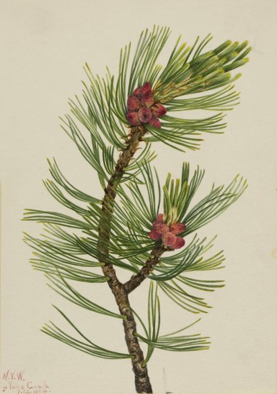 Weißrindenkiefer (Pinus albicaulis) von Mary Vaux Walcott