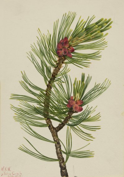 Weißrinden-Kiefer Pinus albicaulis von Mary Vaux Walcott