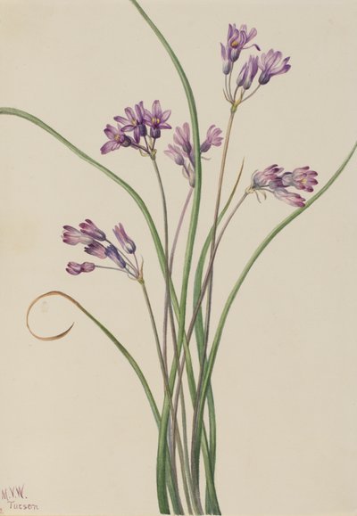 Wilde Hyazinthe Brodiaea pulchella, 1927 von Mary Vaux Walcott
