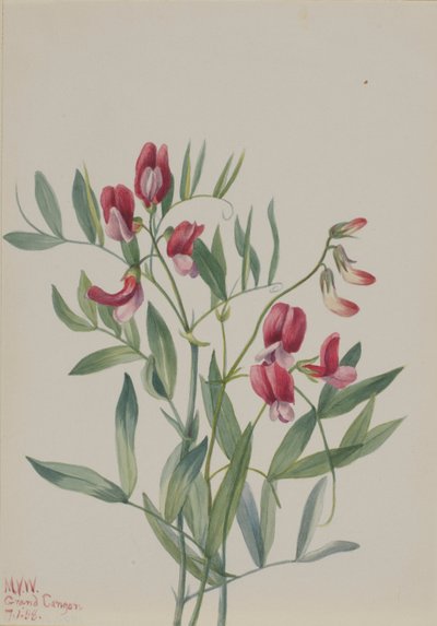 Wilde Erbse (Lathyrus decaphyllus) von Mary Vaux Walcott