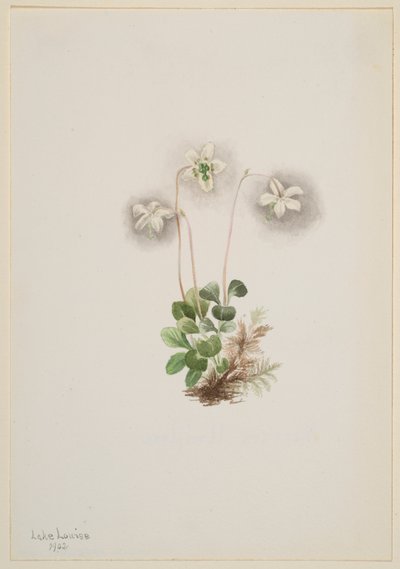 Waldnymphe Moneses uniflora, 1902 von Mary Vaux Walcott