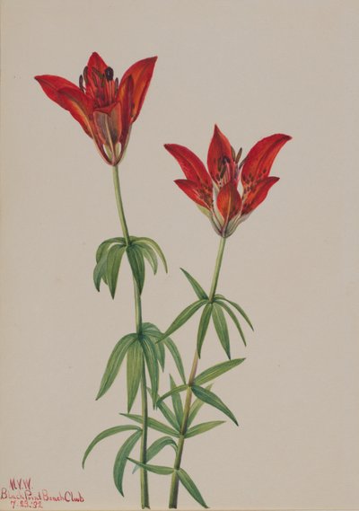 Holzlilie (Lilium philadelphicum) von Mary Vaux Walcott