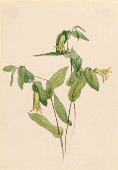 Holz-Merrybells Uvularia perfoliata, n.d. von Mary Vaux Walcott