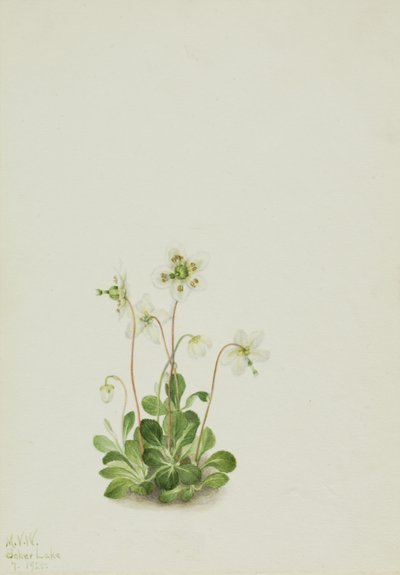 Waldnymphe Moneses uniflora, 1925 von Mary Vaux Walcott