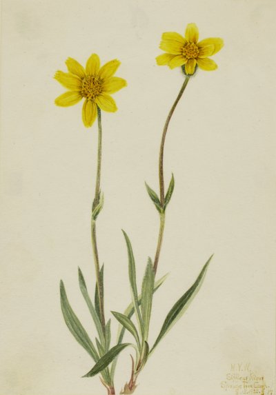 Wollige Arnika Arnica tomentosa, 1920 von Mary Vaux Walcott