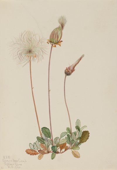 Gelbe Dryadenfrucht Dryas drummondii, 1920 von Mary Vaux Walcott