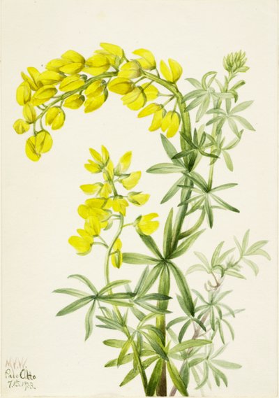 Gelber Lupine Lupinis arboreus, 1933 von Mary Vaux Walcott