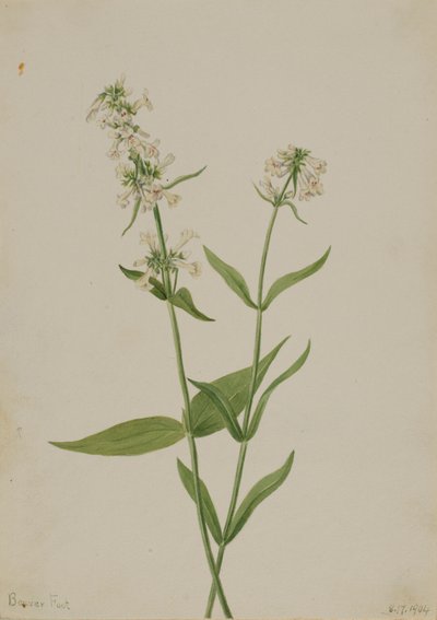 Gelber Bartfaden (Pentstemon confertus) von Mary Vaux Walcott