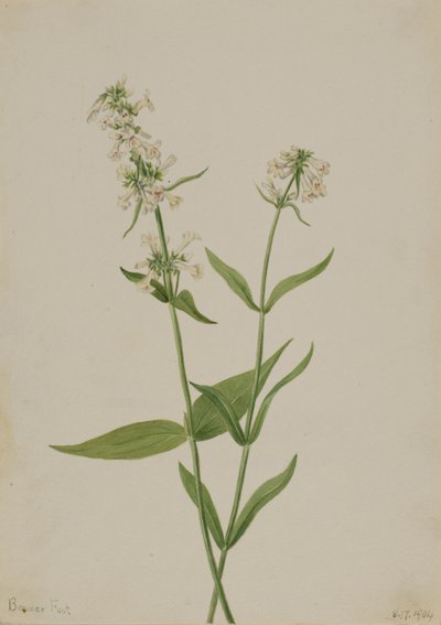 Gelber Bartfaden Pentstemon confertus, 1904 von Mary Vaux Walcott