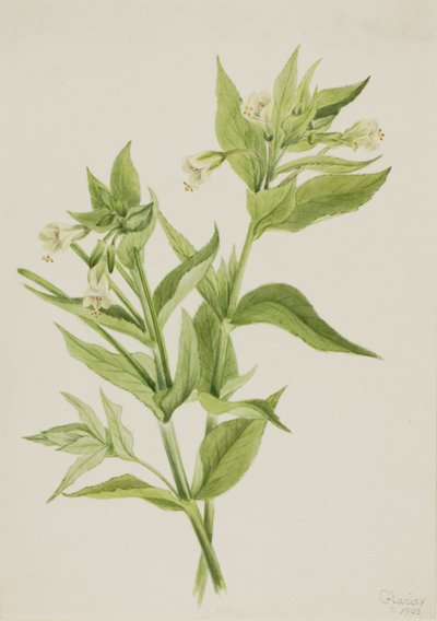 Gelbes Weidenröschen (Epilobium lutem) von Mary Vaux Walcott