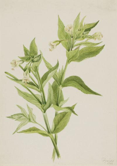 Gelbes Weidenröschen Epilobium lutem von Mary Vaux Walcott