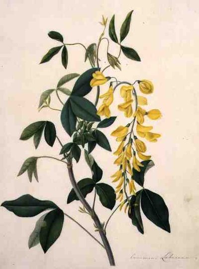 Laburnum Anagyroides von Matilda Conyers