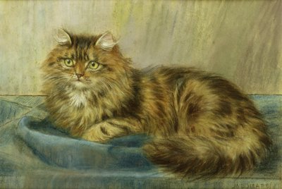 Perserkatze von Maud D. Heaps