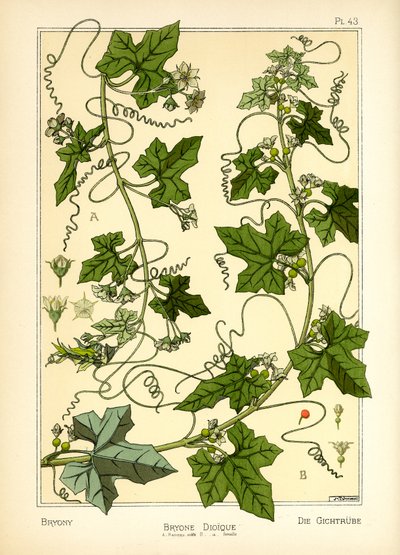 Die Zaunrübe von Maurice Pillard Verneuil