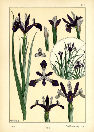 Die Iris von Maurice Pillard Verneuil