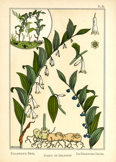Das Salomonssiegel von Maurice Pillard Verneuil