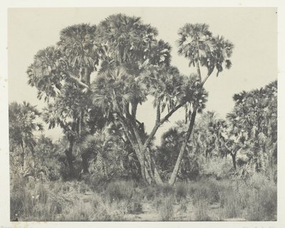 Doum-Palmen, Oberägypten von Maxime Du Camp