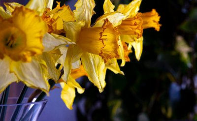 Blumenlinie von Melanie Hermine Lichterfeld