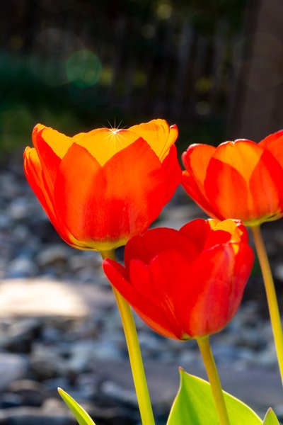 Leuchtende Tulpe von Melanie Hermine Lichterfeld