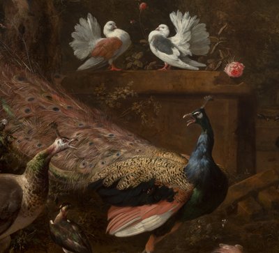 Detail aus Menagerie, ca. 1680 von Melchior de Hondecoeter