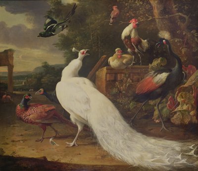 Der weiße Pfau von Melchior de Hondecoeter