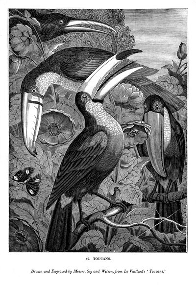 Tukane, ca. 1770-1820, 1843 von Messrs Sly and Wilson