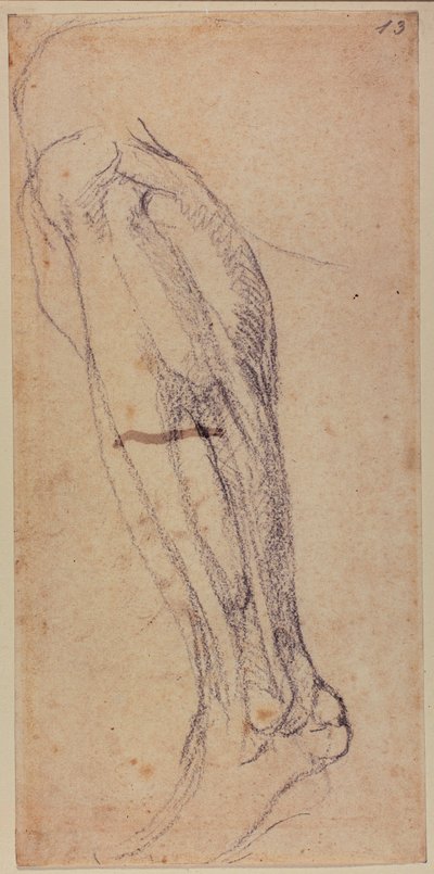 Beinstudie von Michelangelo Buonarroti