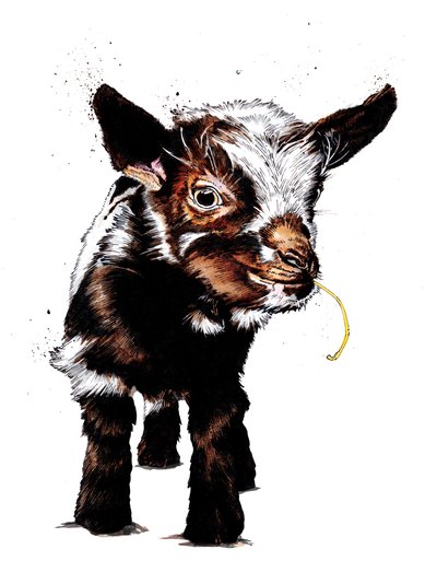 Babyziege auf Weiß, 2020 von Mike Davis