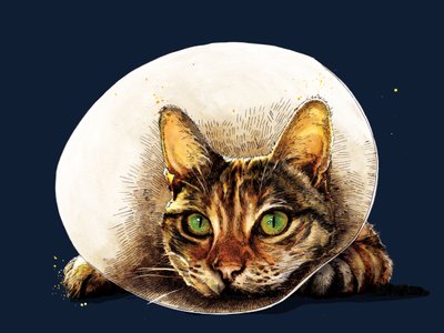 Gute Besserung Katze auf Mitternachtsblau, 2020 von Mike Davis