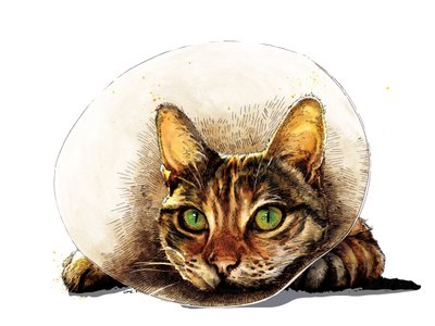 Gute Besserung Katze auf Weiß, 2020 von Mike Davis