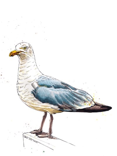 Die Möwe auf Weiß, 2020 von Mike Davis