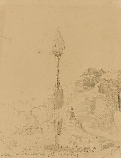 Eiche auf dem Berg Sinai von Miner Kilbourne Kellogg
