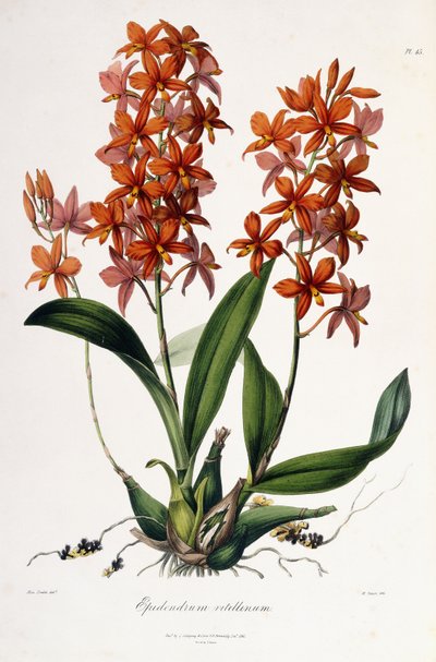 Epidendrum Vitellinum, ca. 1837-41 von Miss Drake