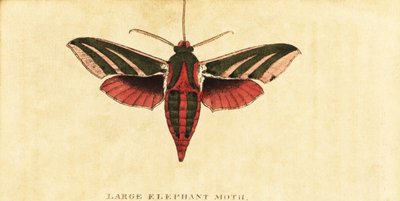 Elefanten-Rüssler, Deilephila elpenor (Gravur) von Moses Harris