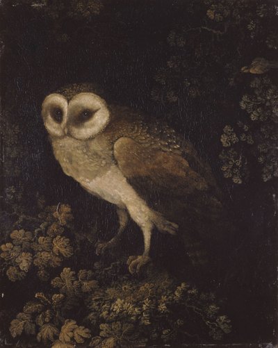 Eine Eule, 1780-1790 von Moses Haughton