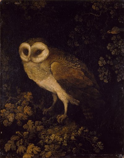 Eine Eule, 1780-90 von Moses Haughton