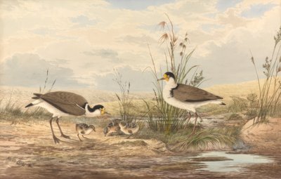 Maskenkiebitz, Vanellus miles von Neville Henry Cayley