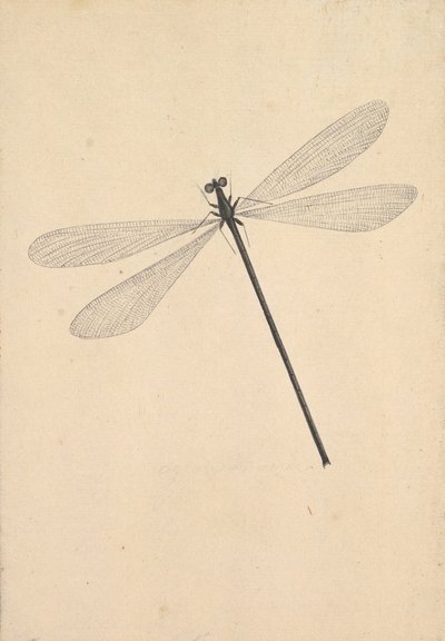 Eine Libelle von Nicolaas Struyk