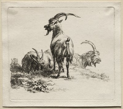 Animalia: Drei Ziegen von Nicolaes Berchem