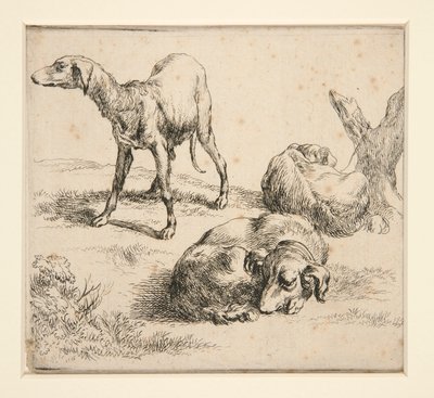 Drei Jagdhunde von Nicolaes Berchem