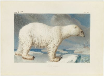 Eisbär von Nicolas Maréchal