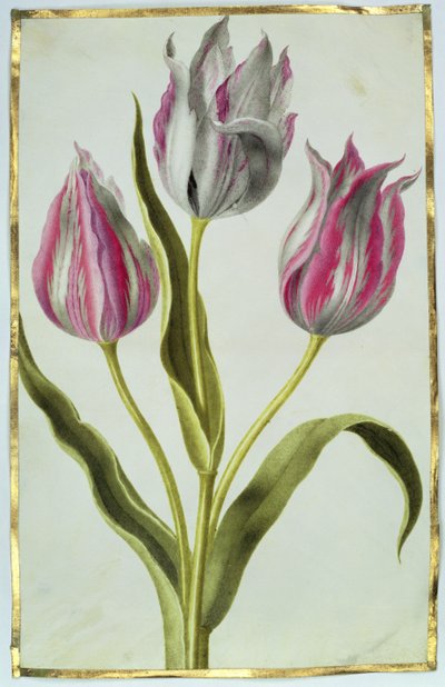 Tulpen, ca. 1675 von Nicolas Robert