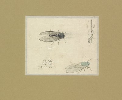 Drei Studien von Fliegen von Nonoyama Kozan (possibly)
