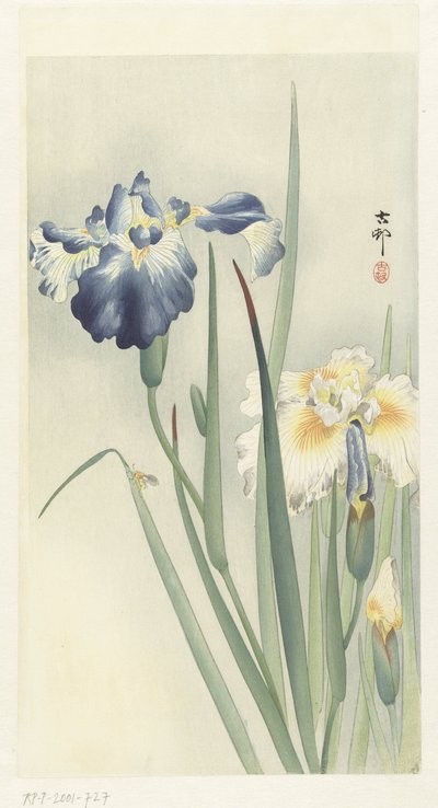 Iris von Ohara Koson
