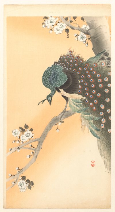 Pfau in einem Kirschbaum von Ohara Koson