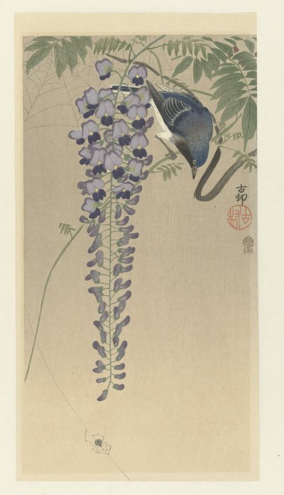 Fliegenfänger bei Glyzinien von Ohara Koson