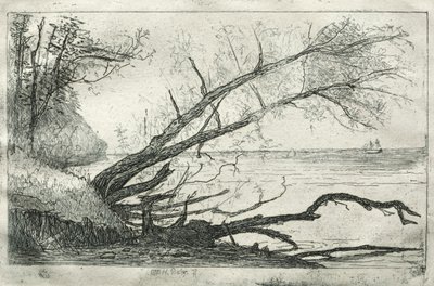 Alter Ahorn, 1877 von Otto H. Bacher